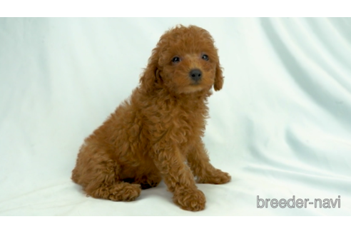 成約済の東京都のトイプードル-154171の1枚目